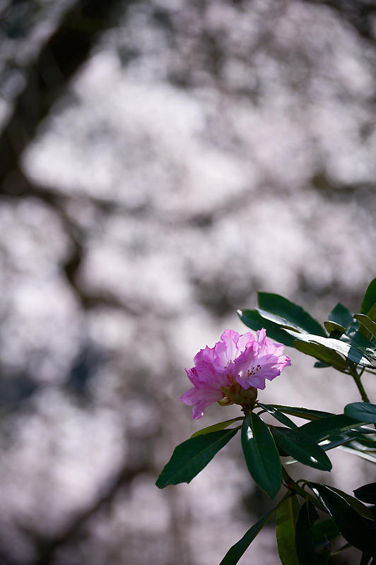2020桜巡り@京北町 常照皇寺_f0032011_10411614.jpg