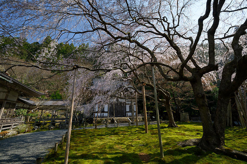 2020桜巡り@京北町 常照皇寺_f0032011_10411679.jpg