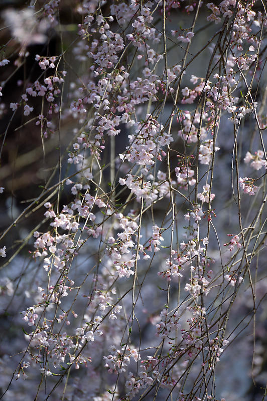 2020桜巡り@京北町 常照皇寺_f0032011_10411690.jpg