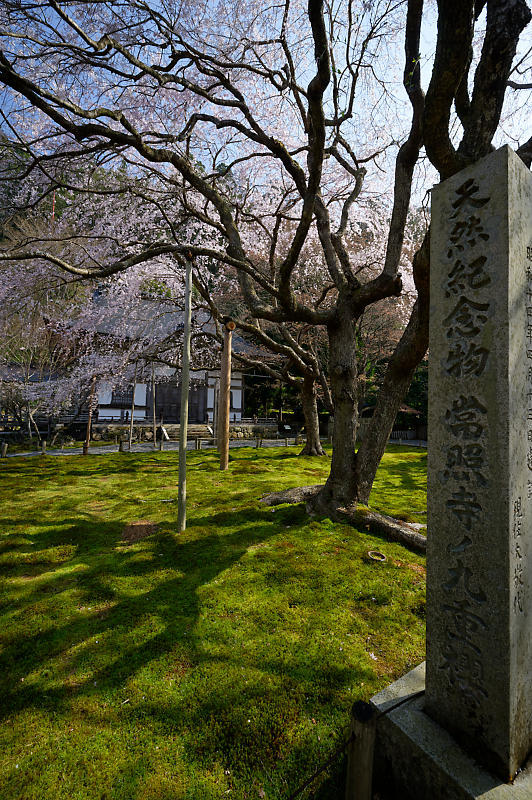 2020桜巡り@京北町 常照皇寺_f0032011_10451608.jpg