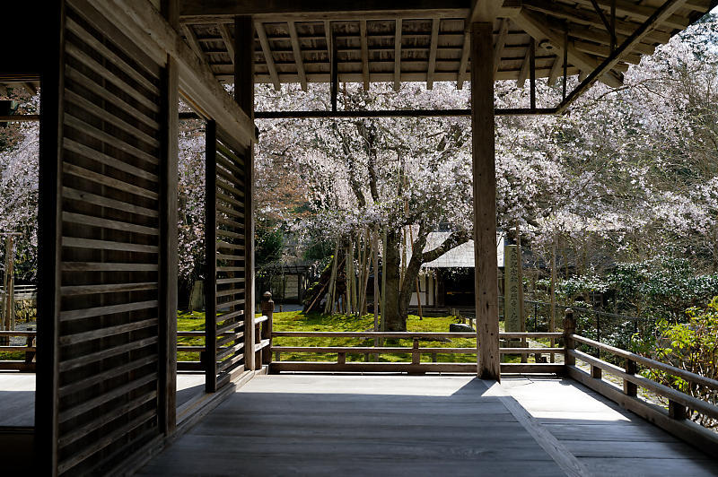 2020桜巡り@京北町 常照皇寺_f0032011_10500905.jpg