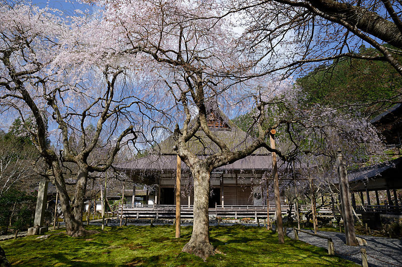 2020桜巡り@京北町 常照皇寺_f0032011_10500915.jpg
