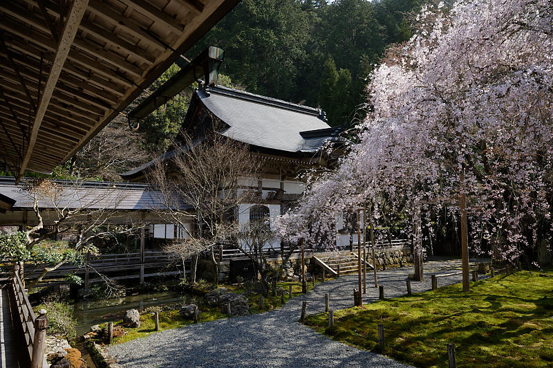 2020桜巡り@京北町 常照皇寺_f0032011_10500927.jpg