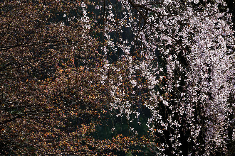 2020桜巡り@京北町 常照皇寺_f0032011_10500947.jpg