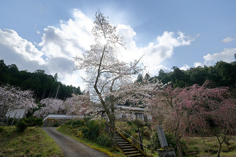 2020桜巡り@京北町 福徳寺_f0032011_20262603.jpg