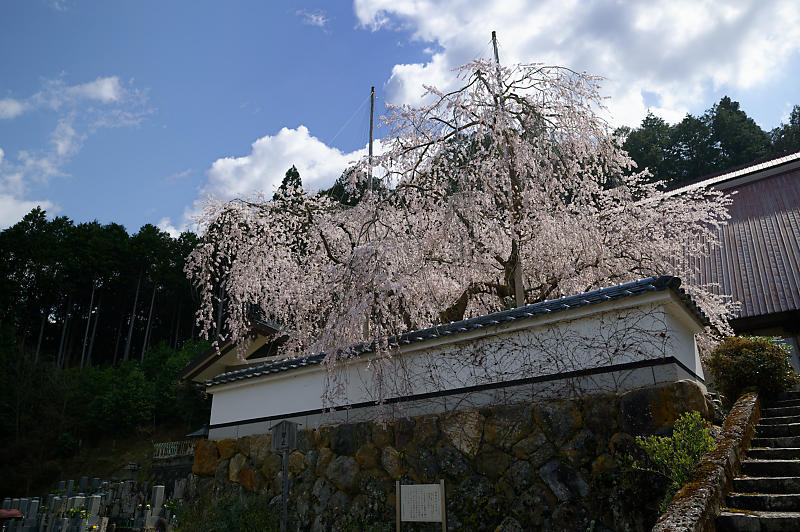 2020桜巡り@京北町 福徳寺_f0032011_20262751.jpg