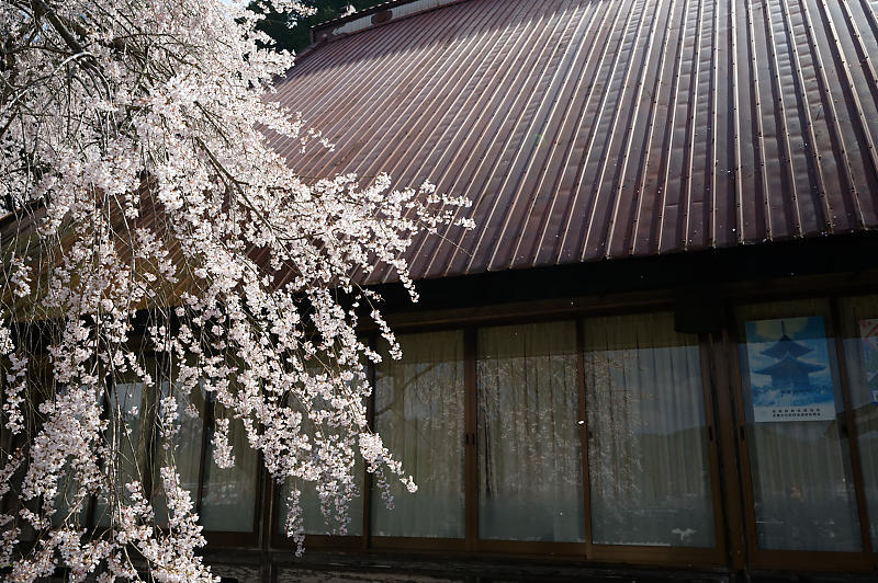 2020桜巡り@京北町 福徳寺_f0032011_20262797.jpg