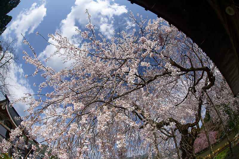 2020桜巡り@京北町 福徳寺_f0032011_20262811.jpg