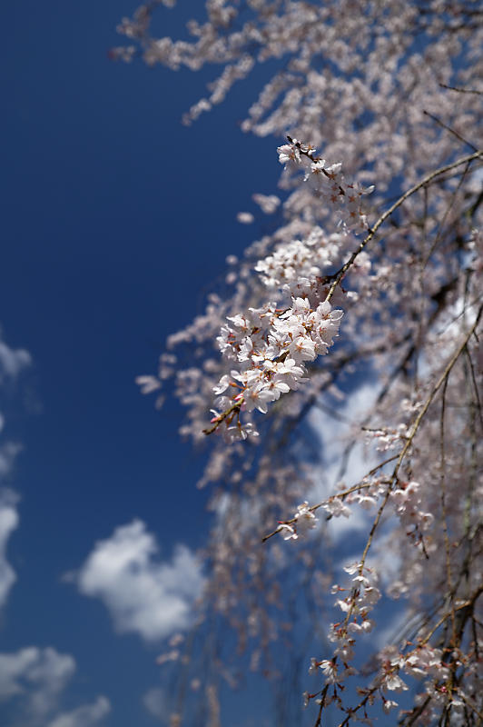 2020桜巡り@京北町 福徳寺_f0032011_20262846.jpg