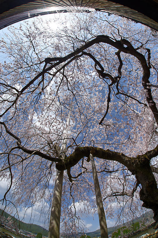2020桜巡り@京北町 福徳寺_f0032011_20262874.jpg