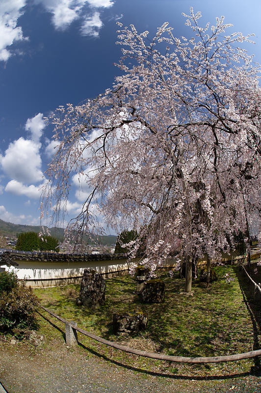 2020桜巡り@京北町 福徳寺_f0032011_20262895.jpg