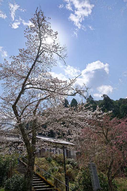 2020桜巡り@京北町 福徳寺_f0032011_20262899.jpg