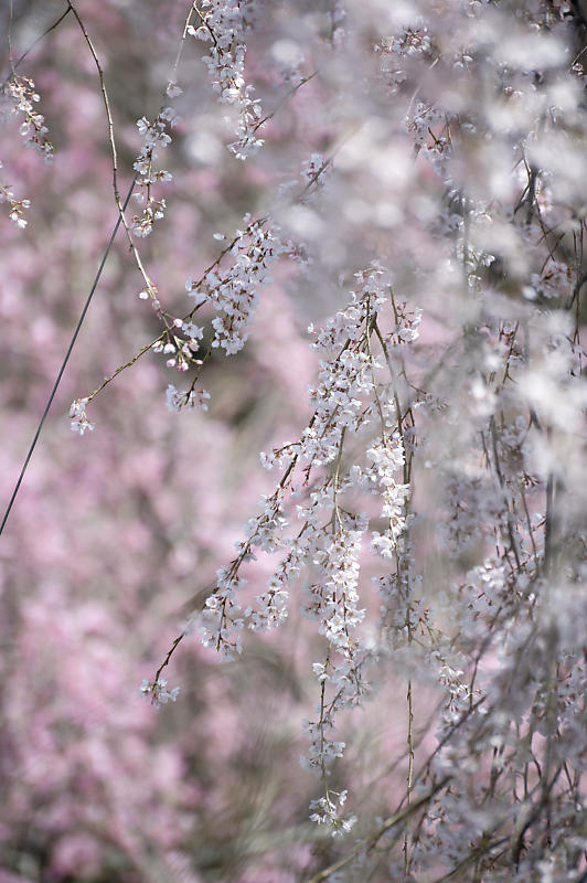 2020桜巡り@京北町 福徳寺_f0032011_20274534.jpg