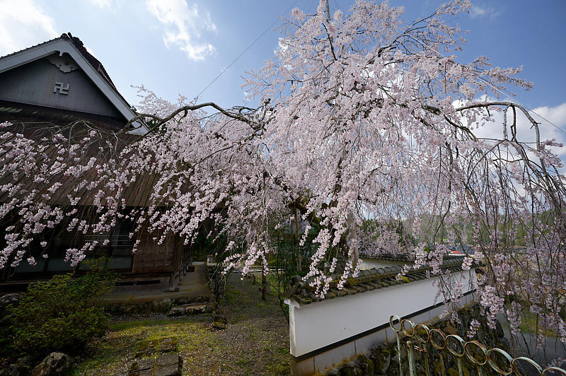 2020桜巡り@京北町 福徳寺_f0032011_20291509.jpg