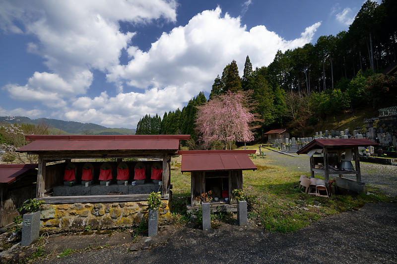 2020桜巡り@京北町 福徳寺_f0032011_20291539.jpg