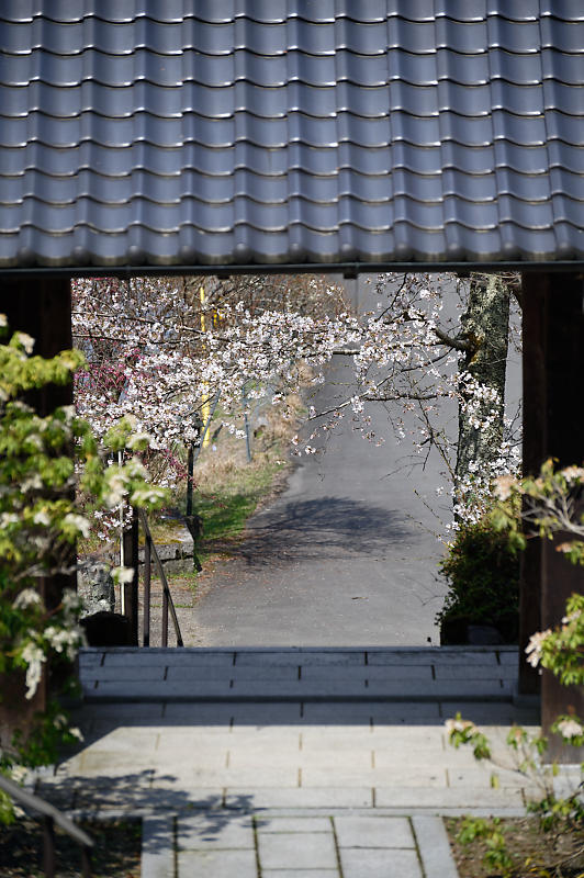 2020桜巡り@京北町 福徳寺_f0032011_20291548.jpg