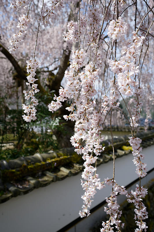 2020桜巡り@京北町 福徳寺_f0032011_20291553.jpg