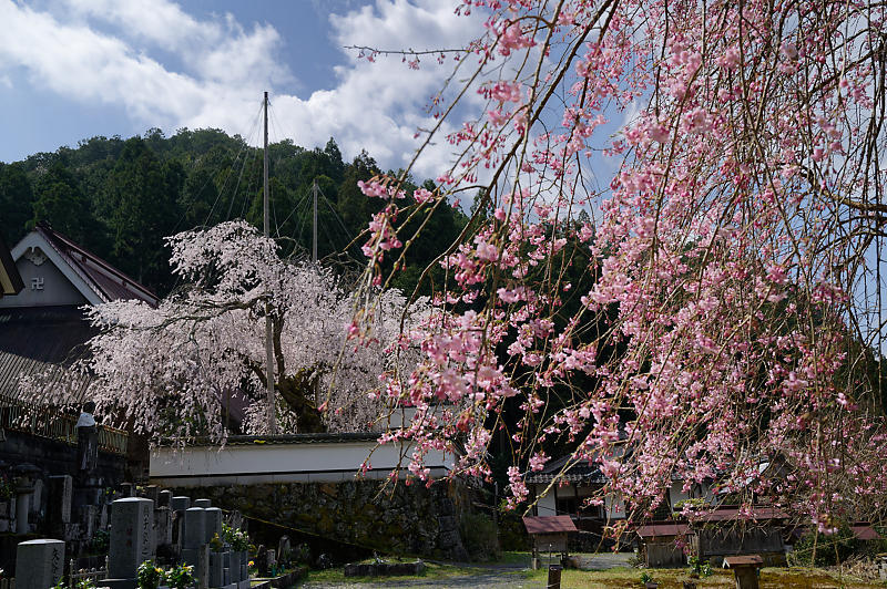 2020桜巡り@京北町 福徳寺_f0032011_20291586.jpg