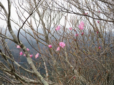 二ツ箭山朝トレ・イチゴ買_b0369813_12480662.jpg