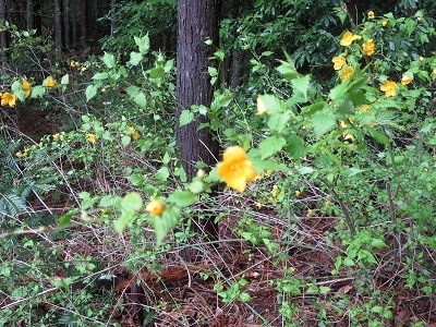 二ツ箭山朝トレ・イチゴ買_b0369813_12493195.jpg