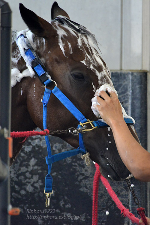 17 9 22 Jra競走馬リハビリテーションセンター ディーマジェスティ Dee Majesty 青空に浮かぶ月を眺めながら 17 9 22 Jra競走馬リハビリテーションセンター ディーマジェスティ Dee Majesty 青空に浮かぶ月を眺めながら