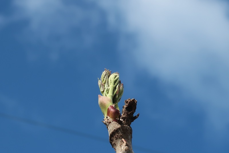タラの芽のシーズン_f0076731_21090360.jpg