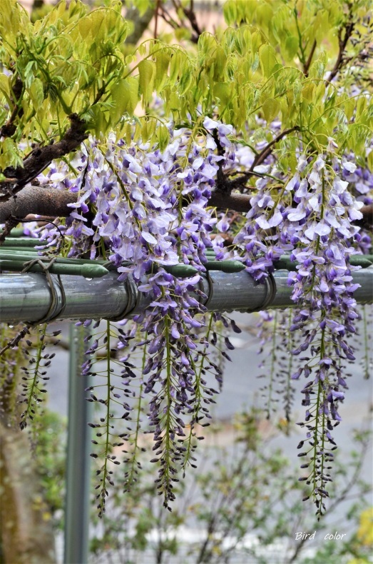 藤の花が咲きました バードカラー 藤の花が咲きました バードカラー