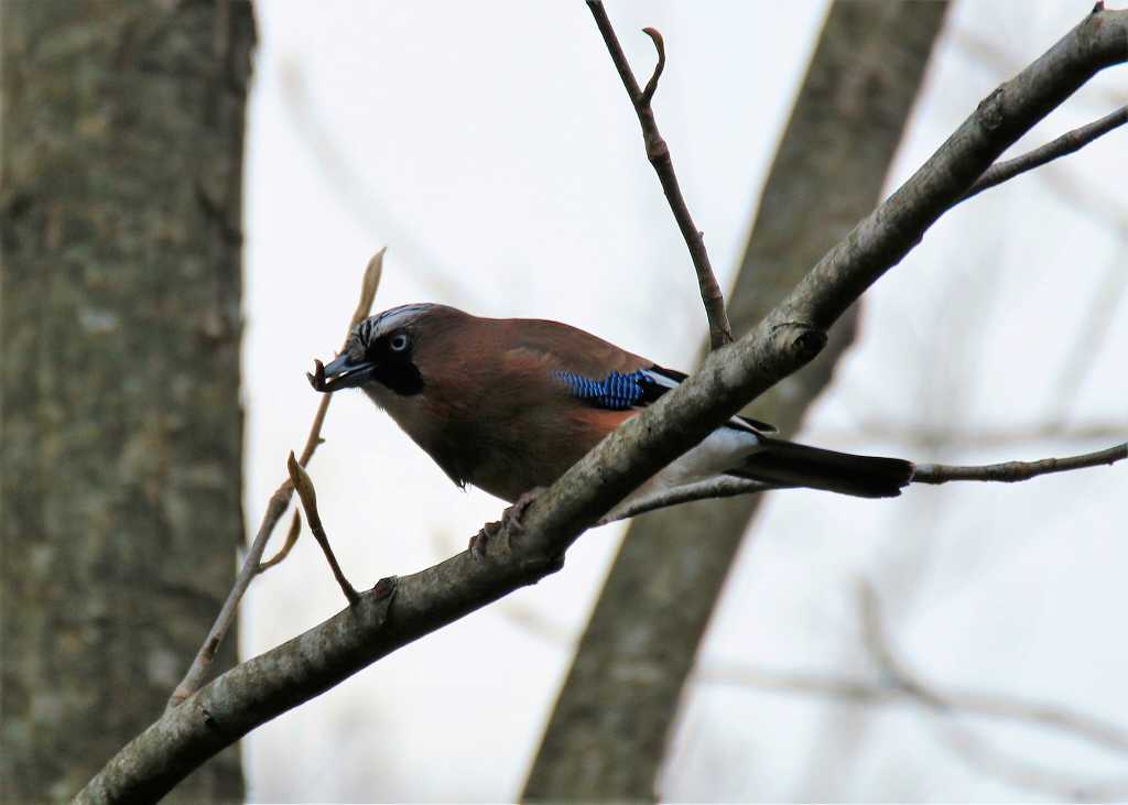 英語名の Jay はこの鳴き声に由来します なんでもブログ２