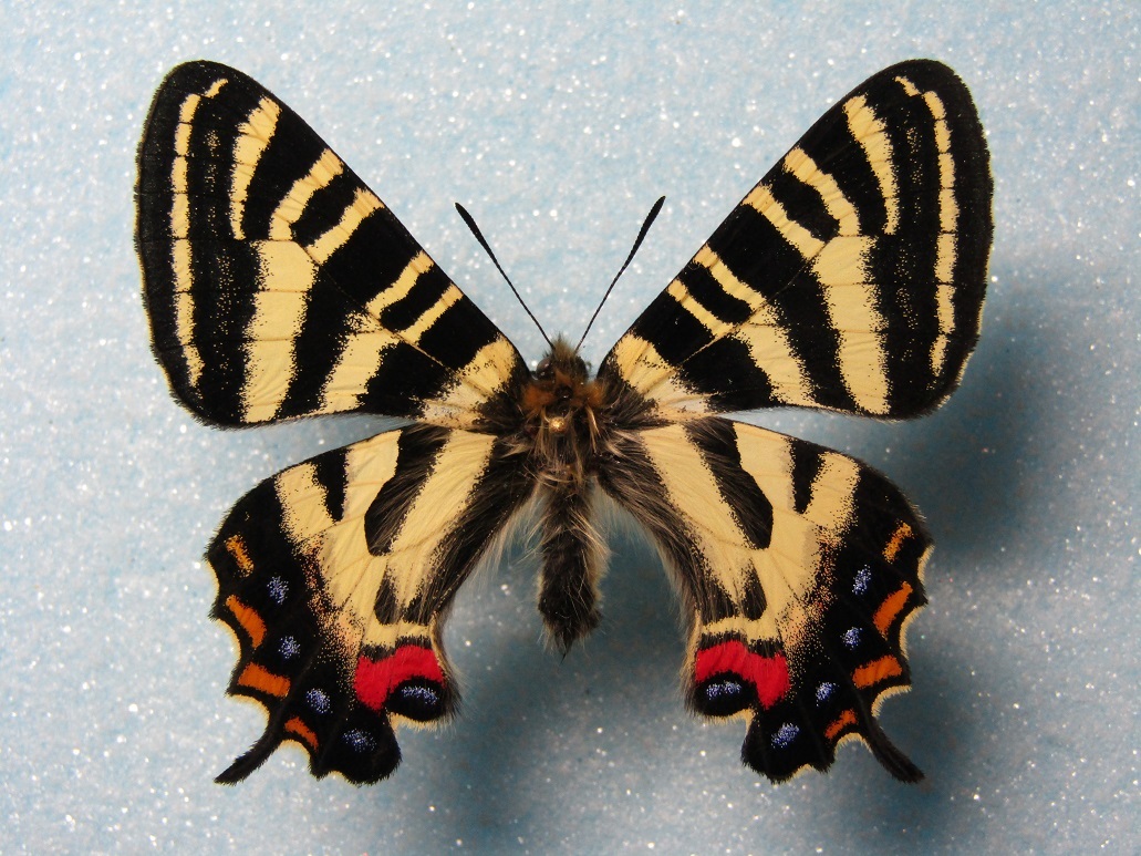 格安SALEスタート！ 今年の飼育品 ～ギフチョウ～ : BUTTERFLY 標本