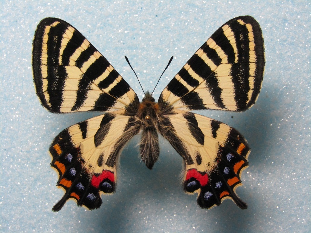 韓国ヒメギフチョウ（ペア、飼育品） 1ペア】ヒメギフチョウ（飼育品、宮城県産） - メルカリ