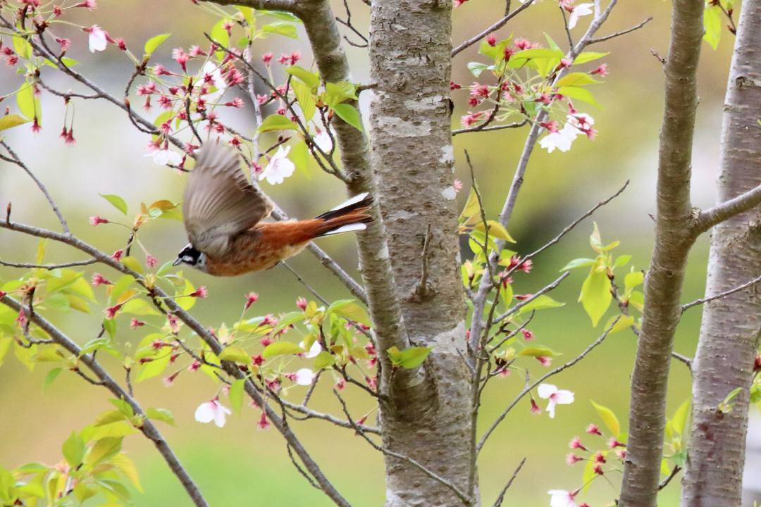 野鳥_e0403850_21001324.jpg