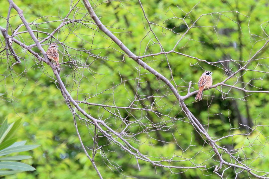 野鳥_e0403850_21002727.jpg