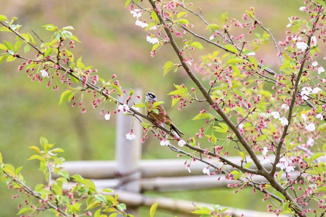 野鳥_e0403850_21004920.jpg