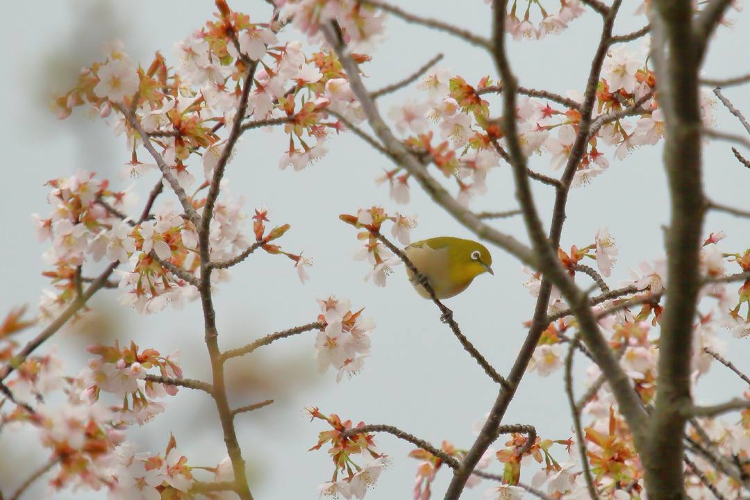 野鳥_e0403850_21005761.jpg