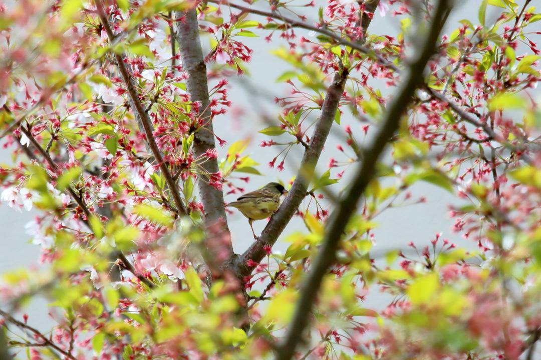 野鳥_e0403850_21012623.jpg