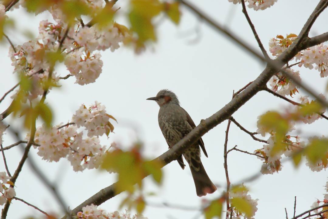 野鳥_e0403850_21013957.jpg