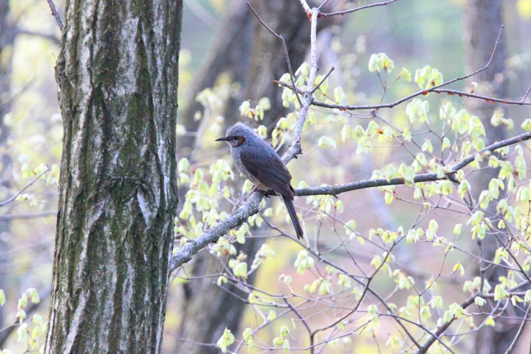 野鳥_e0403850_21023391.jpg