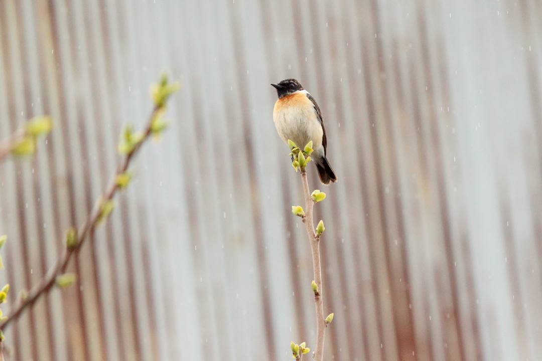 野鳥_e0403850_21030473.jpg
