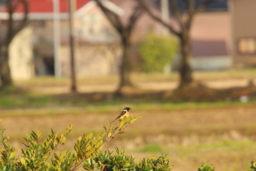 野鳥_e0403850_21030902.jpg