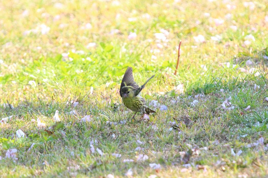 野鳥_e0403850_21033157.jpg