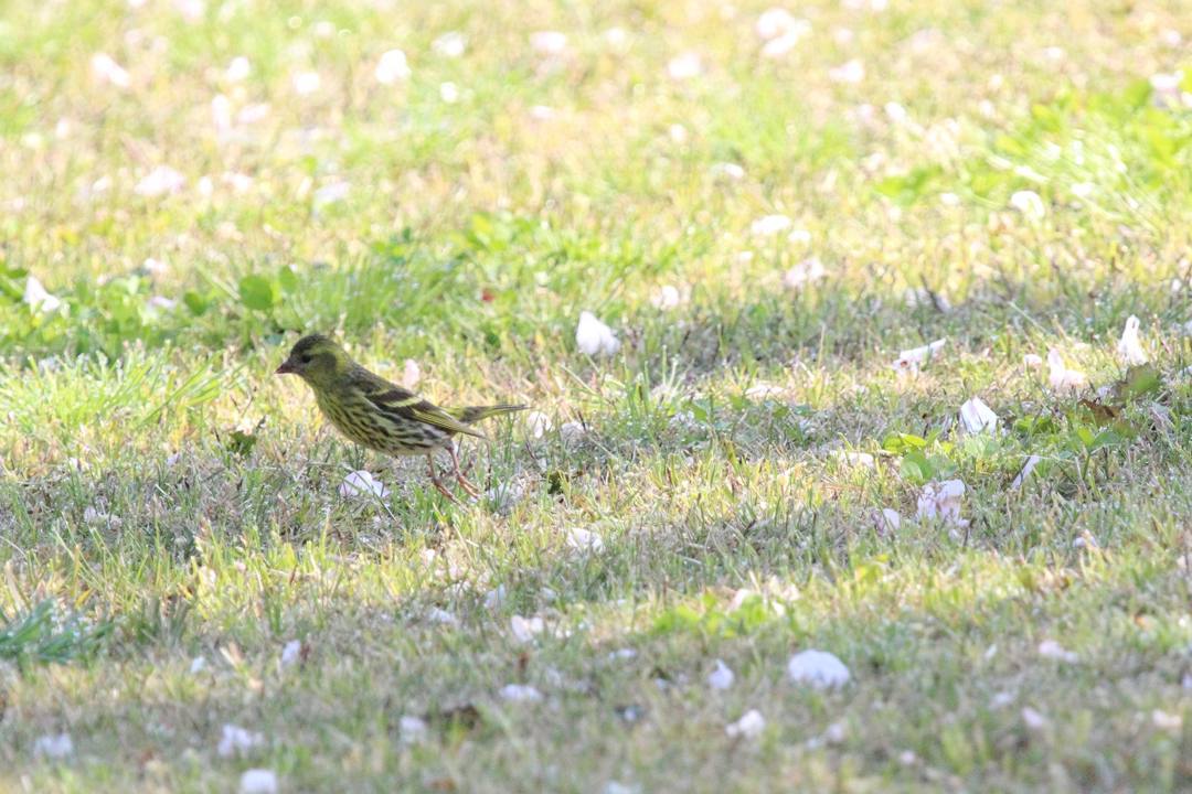 野鳥_e0403850_21034126.jpg