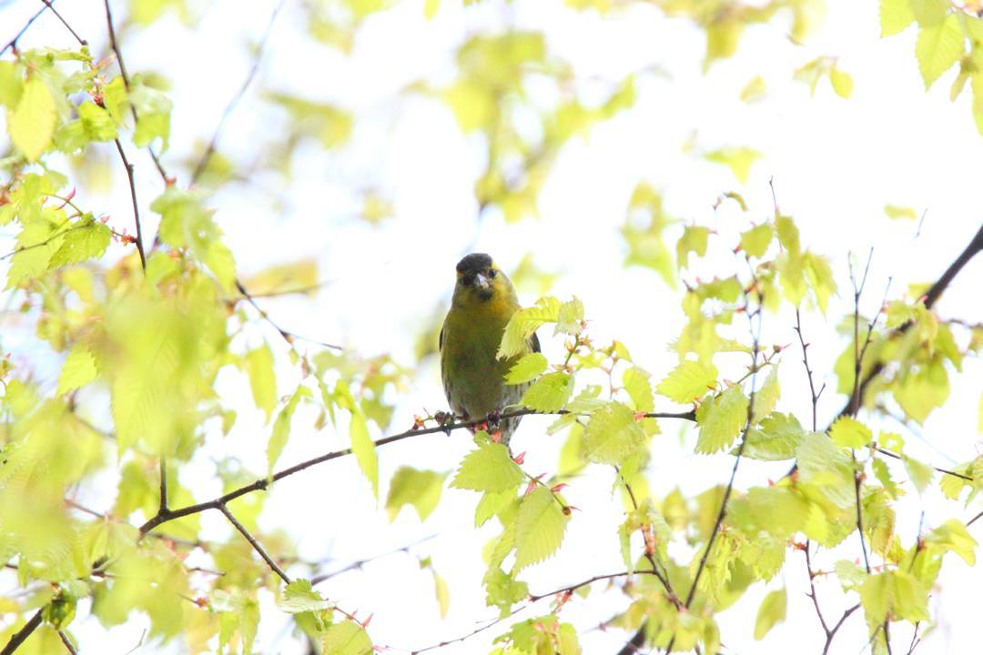 野鳥_e0403850_21035293.jpg
