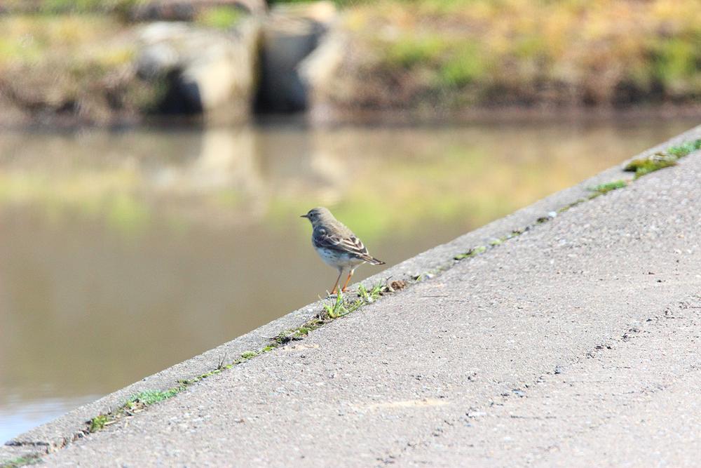 野鳥_e0403850_21262830.jpg
