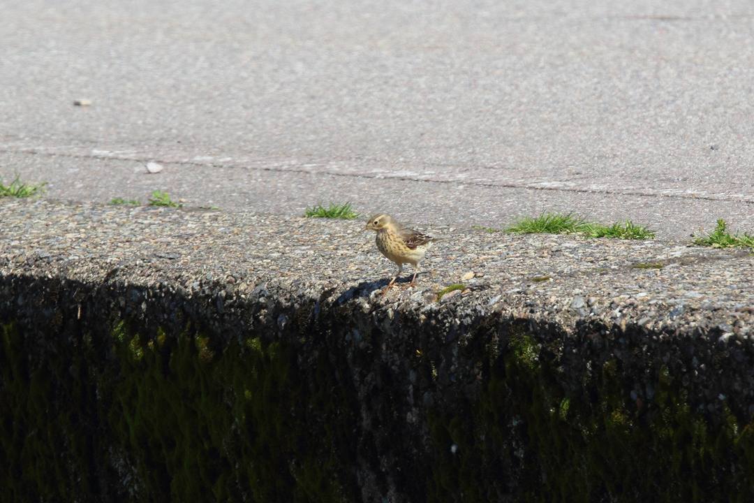 野鳥_e0403850_21264268.jpg