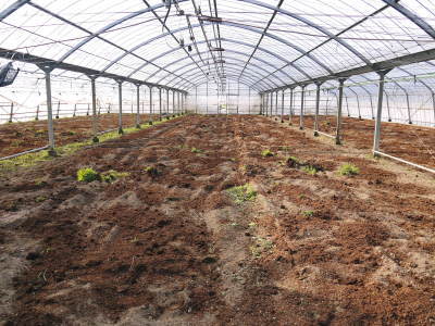 樹上完熟の朝採りトマト 令和2年度の出荷に向け、元気に育つ定植後の様子を現地取材_a0254656_16371484.jpg