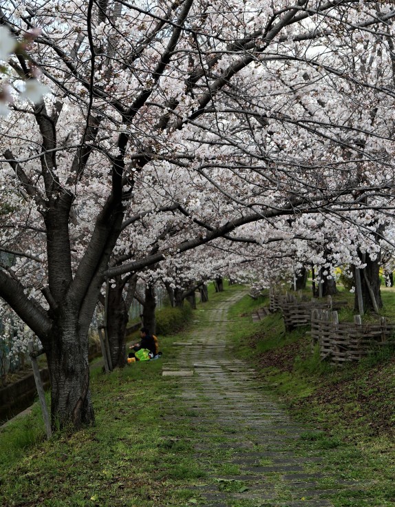 犬川の桜並木と菜の花 @京都市長岡京市_b0063958_07135971.jpg