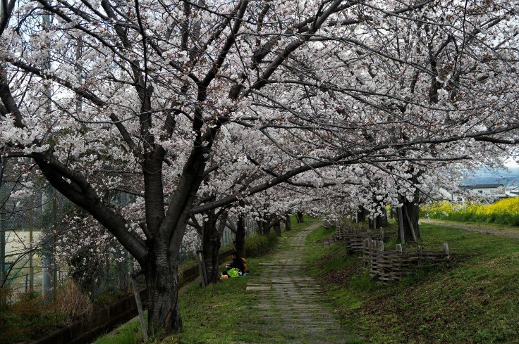 犬川の桜並木と菜の花 @京都市長岡京市_b0063958_07143474.jpg