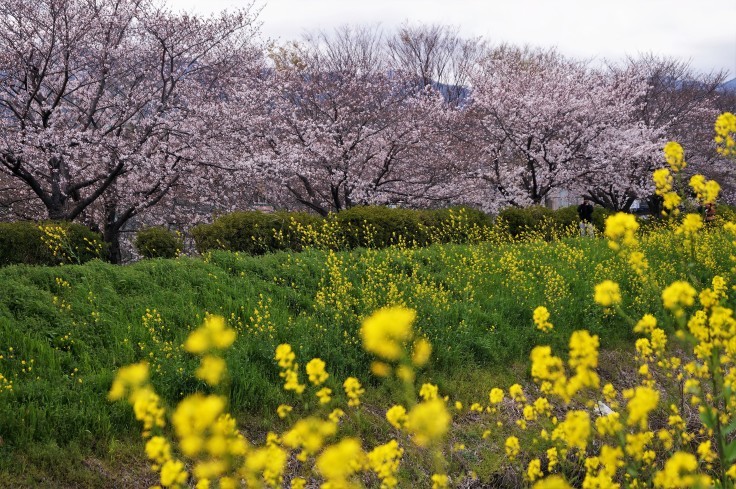 犬川の桜並木と菜の花 @京都市長岡京市_b0063958_07174356.jpg