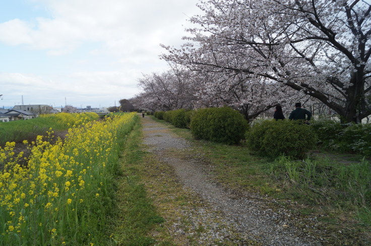 犬川の桜並木と菜の花 @京都市長岡京市_b0063958_07200178.jpg
