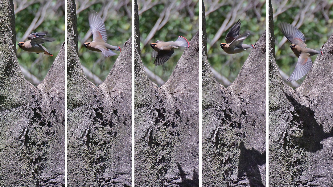 鳴呼ぁ～！、今日も証拠撮り(2020/04/15)比企②_d0387460_11042124.jpg